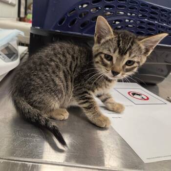 Eenie -  Domestic Short Hair Cat for Adoption in Chattanooga, Tennessee - Eenie | PetCurious