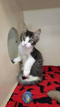Choco Chips Bonded W/ M&M -  Domestic Short Hair Cat for Adoption in Silverdale, Washington - Choco Chips Bonded W/ M&M | PetCurious