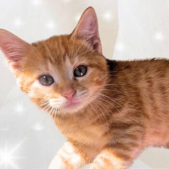White -  Domestic Short Hair Cat for Adoption in Green Bay, Wisconsin - White | PetCurious