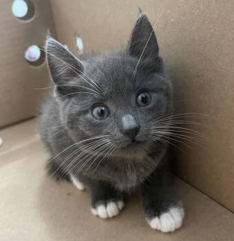 Relic -  Domestic Short Hair Cat for Adoption in New York, New York - Relic | PetCurious