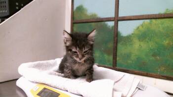 BUTTON -  Domestic Medium Hair and Domestic Short Hair Cat for Adoption in Houston, Texas - BUTTON | PetCurious