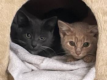Rescue Russian Blue and Tabby Cats for Adoption in Ypsilanti, Michigan - Li