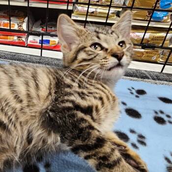 Zip -  Domestic Short Hair Cat for Adoption in Springfield, Illinois - Zip | PetCurious