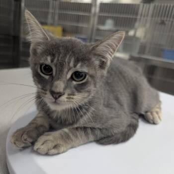 Kyle -  Domestic Short Hair Cat for Adoption in Manhattan, Kansas - Kyle | PetCurious