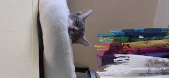 Genre -  Domestic Short Hair Cat for Adoption in Bethel Park, Pennsylvania - Genre | PetCurious