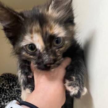 Domestic Medium Hair Cats Available for Adoption in Tempe, Arizona - Haze | PetCurious