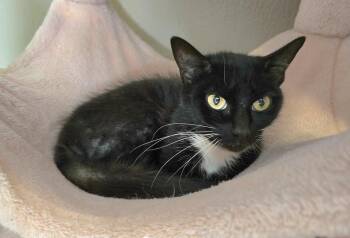 Domestic Short Hair Cats Available for Adoption in Vancouver, Washington - Socks | PetCurious