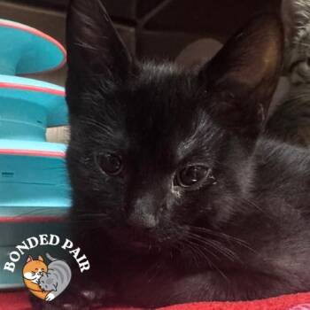 Warbler -  Domestic Short Hair Cat for Adoption in Providence, Rhode Island - Warbler | PetCurious