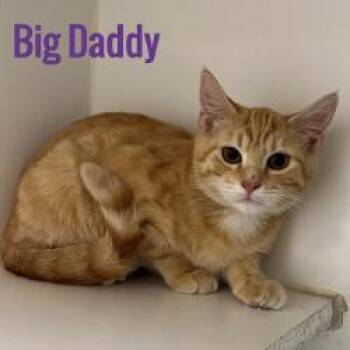 Big Daddy -  Domestic Short Hair Cat for Adoption in Pleasantville, New Jersey - Big Daddy | PetCurious