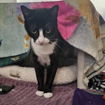 Domestic Short Hair Cats Available for Adoption - State | PetCurious