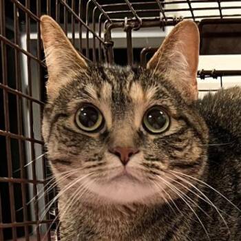 Domestic Short Hair Cats Available for Adoption - Be | PetCurious