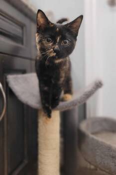 Rescue Domestic Short Hair Cats for Adoption in Shakespeare, Ontario - Reba | PetCurious