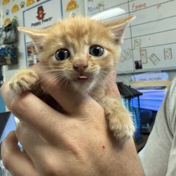 Trust Fund Baby -  Tabby Cat for Adoption in Columbia, South Carolina - Trust Fund Baby | PetCurious