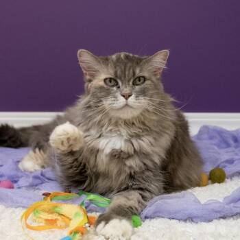 Domestic Medium Hair Cats Available for Adoption in Pekin, Illinois - Socks | PetCurious