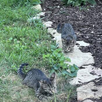 Brooks -  Domestic Short Hair Cat for Adoption in Rochester, Minnesota - Brooks | PetCurious