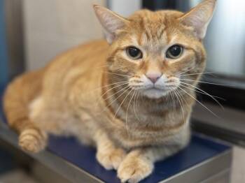 SOX -  Domestic Short Hair Cat for Adoption in Phoenix, Arizona - SOX | PetCurious