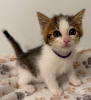 Domestic Medium Hair Cats Available for Adoption in Leonardtown, Maryland - Rachael 2 | PetCurious