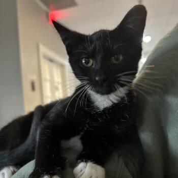 Wocky -  Domestic Short Hair Cat for Adoption in Nashville, Tennessee - Wocky | PetCurious