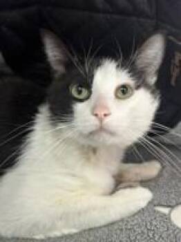 Jabba -  Domestic Short Hair Cat for Adoption in Manitowoc, Wisconsin - Jabba | PetCurious