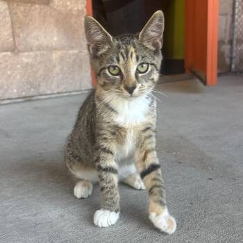 Olivia -  Torbie Cat for Adoption in Waynesburg, Pennsylvania - Olivia | PetCurious