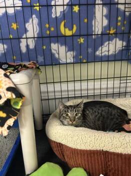 Athena -  Domestic Short Hair Cat for Adoption in Cape May, New Jersey - Athena | PetCurious