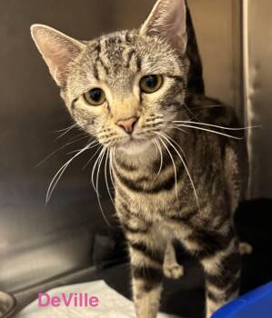 Deville -  Tabby and Bengal Cat for Adoption in Las Vegas, Nevada - Deville | PetCurious