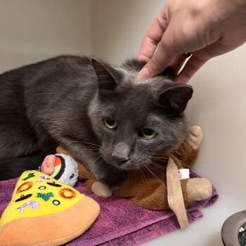 Teddy -  Domestic Short Hair Cat for Adoption in Salisbury, Massachusetts - Teddy | PetCurious
