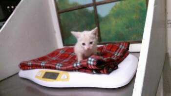 ANGEL -  Domestic Short Hair Cat for Adoption in Houston, Texas - ANGEL | PetCurious