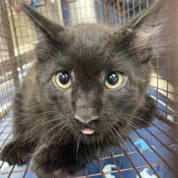 Firecracker Boom Boom -  Domestic Short Hair Cat for Adoption in Galveston, Texas - Firecracker Boom Boom | PetCurious