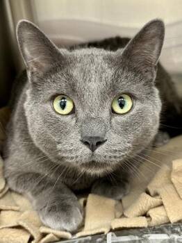 Domestic Short Hair Cats Available for Adoption in Wichita, Kansas - Smokey | PetCurious