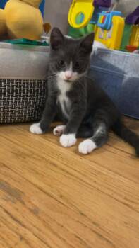 Brunson -  Domestic Short Hair Cat for Adoption in Wading River, New York - Brunson | PetCurious