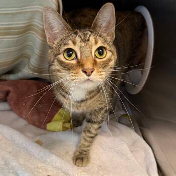 Pretty -  Domestic Short Hair Cat for Adoption in Pittsburgh, Pennsylvania - Pretty | PetCurious