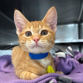 Acerola -  Domestic Short Hair Cat for Adoption in Chicago, Illinois - Acerola | PetCurious