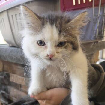 Hot Honey -  Domestic Short Hair Cat for Adoption in Lynchburg, Virginia - Hot Honey | PetCurious