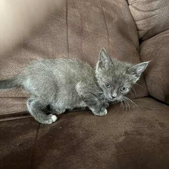 Andie -  Domestic Short Hair Cat for Adoption in Randolph, Alabama - Andie | PetCurious