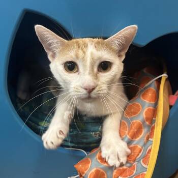Lucy -  Domestic Short Hair Cat for Adoption in Hemet, California - Lucy | PetCurious