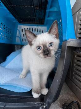 Pax -  Siamese and Snowshoe Cat for Adoption in Fresno, California - Pax | PetCurious