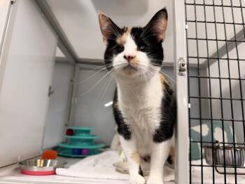 Domestic Short Hair Cats Available for Adoption in Raleigh, North Carolina - Oracle | PetCurious