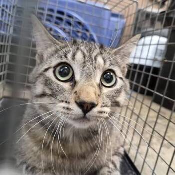 Domestic Short Hair Cats Available for Adoption in Cleveland, Mississippi - Totoro | PetCurious