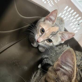 Moo -  Domestic Short Hair Cat for Adoption in Chattanooga, Tennessee - Moo | PetCurious