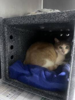 Cupid -  Domestic Short Hair Cat for Adoption in Daytona Beach, Florida - Cupid | PetCurious