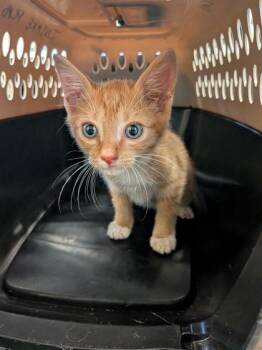 Sunrise- ADOPTED -  Domestic Short Hair Cat for Adoption in Atlanta, Georgia - Sunrise- ADOPTED | PetCurious