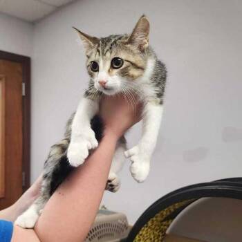 Nikki -  Domestic Short Hair Cat for Adoption in Davenport, Iowa - Nikki | PetCurious