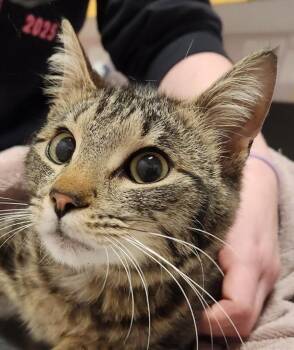 Domestic Short Hair Cats Available for Adoption in Vancouver, Washington - Strawberry | PetCurious