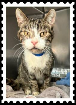 SHELTON -  Domestic Short Hair Cat for Adoption in Marietta, Georgia - SHELTON | PetCurious