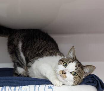 Rescue Domestic Short Hair Cats for Adoption in Mount Vernon, Ohio - Punkin | PetCurious