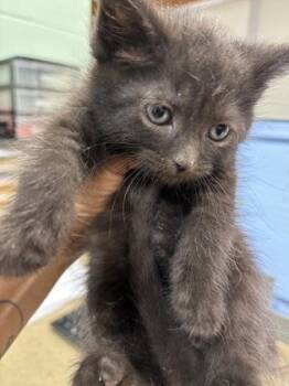 Blaze -  Domestic Short Hair Cat for Adoption in Cincinnati, Ohio - Blaze | PetCurious
