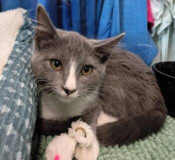 Blain -  Domestic Short Hair Cat for Adoption in Crocker, Missouri - Blain | PetCurious