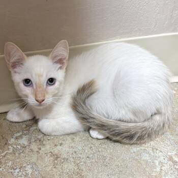 Louvre -  Domestic Short Hair Cat for Adoption in Fountain Hills, Arizona - Louvre | PetCurious