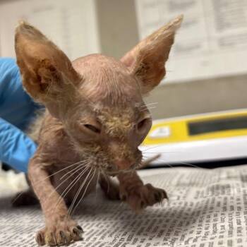 Wolf -  Sphynx Hairless Cat Cat Available for Adoption in Yuma, Arizona - Wolf | PetCurious